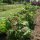 Farinello amaranto (Chenopodium giganteum) biologico semi