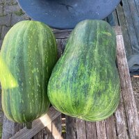 Zucca "Lunga di Napoli" (Cucurbita moschata)...