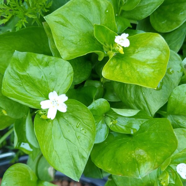 Montia sibirica semi