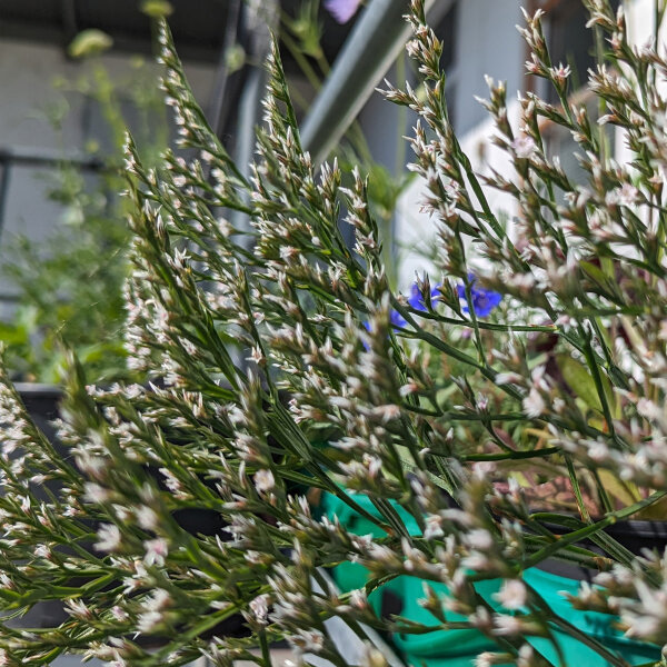 Statice tatarica (Limonium tataricum) semi