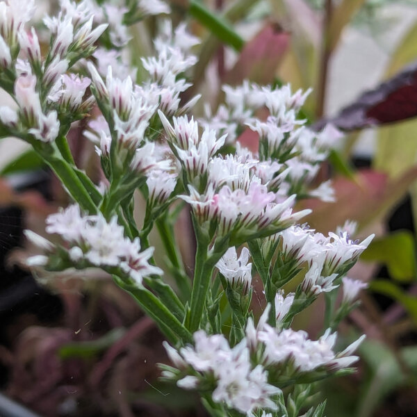 Statice tatarica (Limonium tataricum) semi