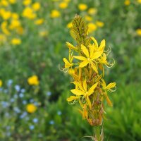 Kings Spear (Asphodeline lutea) semi