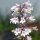 Penstemon digitalis Mystica (Penstemon digitalis) semi