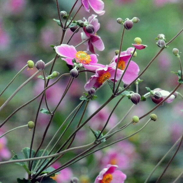 Anemone giapponese (Anemone hupehensis var. japonica) semi