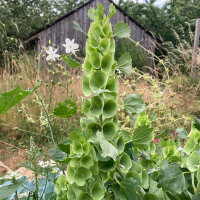 Bells of Ireland (Moluccella laevis) semi