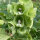 Bells of Ireland (Moluccella laevis) semi