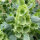 Bells of Ireland (Moluccella laevis) semi