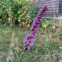 Gayfeather / Blazing Star (Liatris spicata) semi