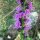 Gayfeather / Blazing Star (Liatris spicata) semi