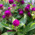 Amarantino perpetuino (Gomphrena globosa) semi