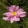 Cosmea pink (Cosmos bipinnatus) semi