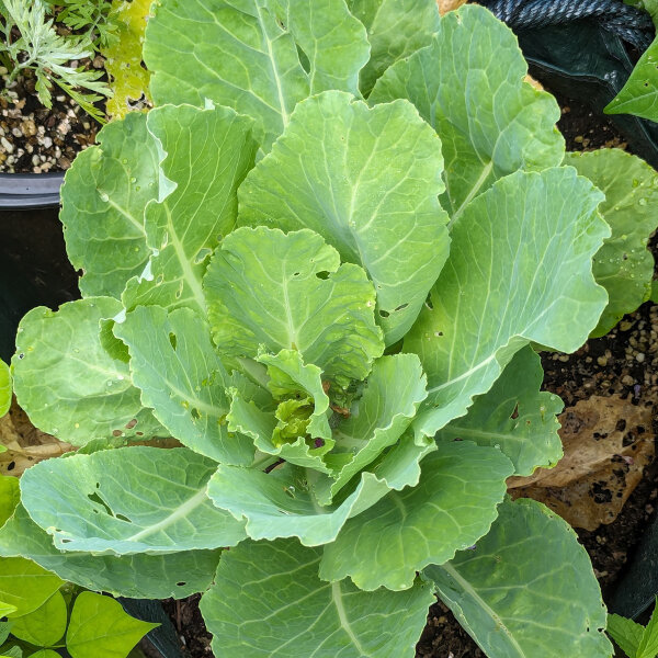 Cavolo giallo di Bloemendaal (Brassica oleracea convar. capitata var. sabauda L.) biologico semi