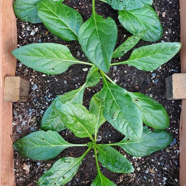 Mandragora turcomanna (Mandragora turcomanica) semi