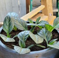 Mandragora turcomanna (Mandragora turcomanica) semi