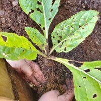 Mandragora turcomanna (Mandragora turcomanica) semi