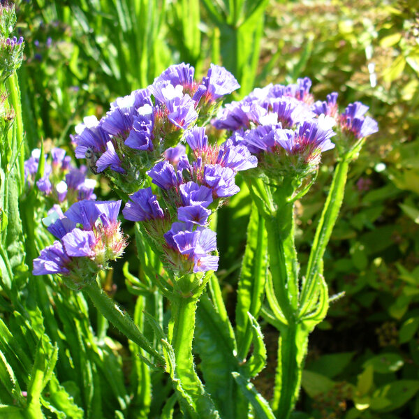 Statice Pastel Mix (Limonium sinuatum) semi