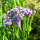 Statice Pastel Mix (Limonium sinuatum) semi