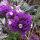 Statice Pastel Mix (Limonium sinuatum) semi