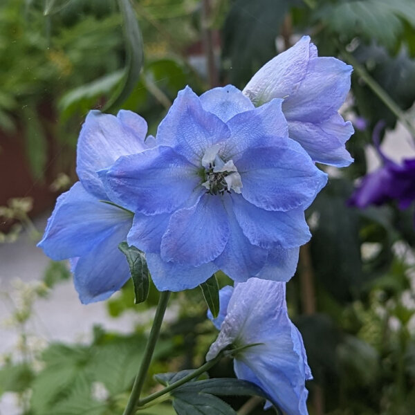 Delphinium Sky Blue, White Bee (Delphinium cultorum) semi