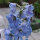 Delphinium Sky Blue, White Bee (Delphinium cultorum) semi