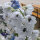 Delphinium White, Dark Bee (Delphinium cultorum) semi