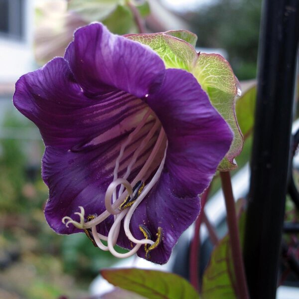 Cobea (Cobaea scandens) semi