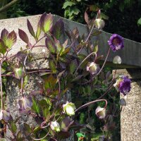 Cobea (Cobaea scandens) semi