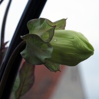Cobea (Cobaea scandens) semi