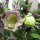 Cobea (Cobaea scandens) semi