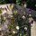 Cobea (Cobaea scandens) semi