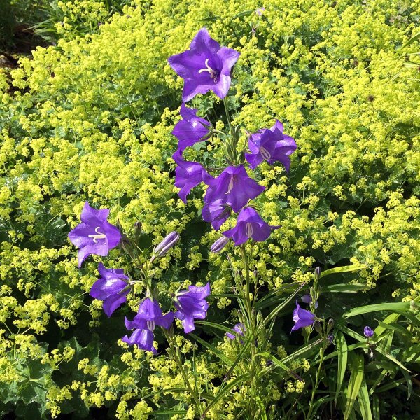 Campanula persicifolia Caerulea (Campanula Caerulea) semi