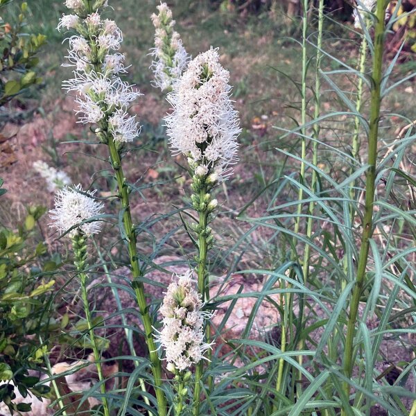 Liatride a spighe bianche (Liatris spicata) semi