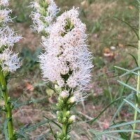Liatride a spighe bianche (Liatris spicata) semi