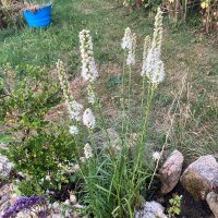 Liatride a spighe bianche (Liatris spicata) semi