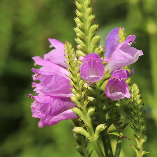 Obedient Plant Rosea (Physostegia virginiana) semi