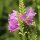 Obedient Plant Rosea (Physostegia virginiana) semi