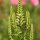 Obedient Plant Rosea (Physostegia virginiana) semi