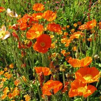 Papavero dIslanda (Papaver nudicaule) semi