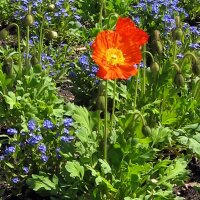 Papavero dIslanda (Papaver nudicaule) semi