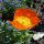 Papavero dIslanda (Papaver nudicaule) semi