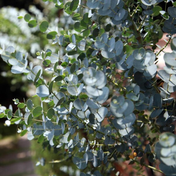 Eucalyptus gunnii (Eucalyptus gunnii) semi