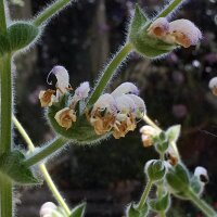 Salvia argentea Artemis (Salvia argentea)