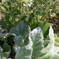 Salvia argentea Artemis (Salvia argentea)