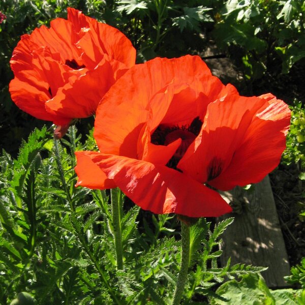 Papavero orientale Allegro (Papaver orientale) semi