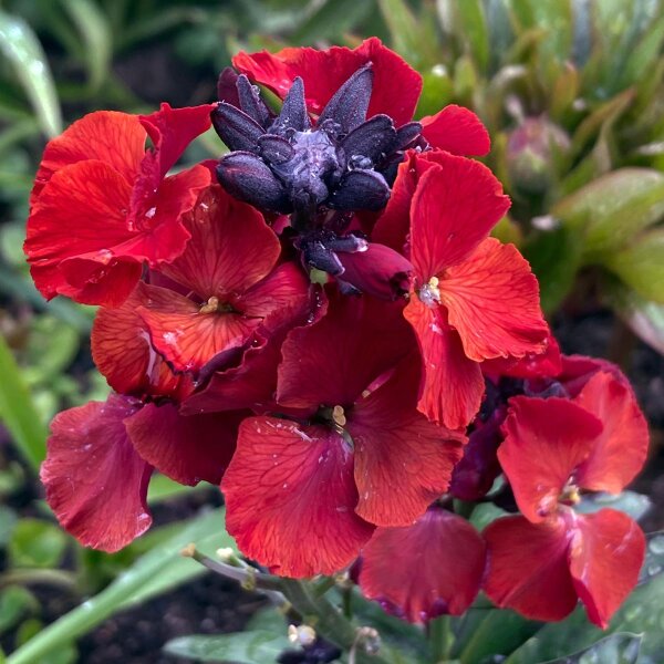 Violaciocca Scarlet Emperor  (Erysimum cheiri) semi