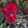 Violaciocca Scarlet Emperor  (Erysimum cheiri) semi