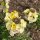 Violacciocca Ivory White (Erysimum cheiri) semi