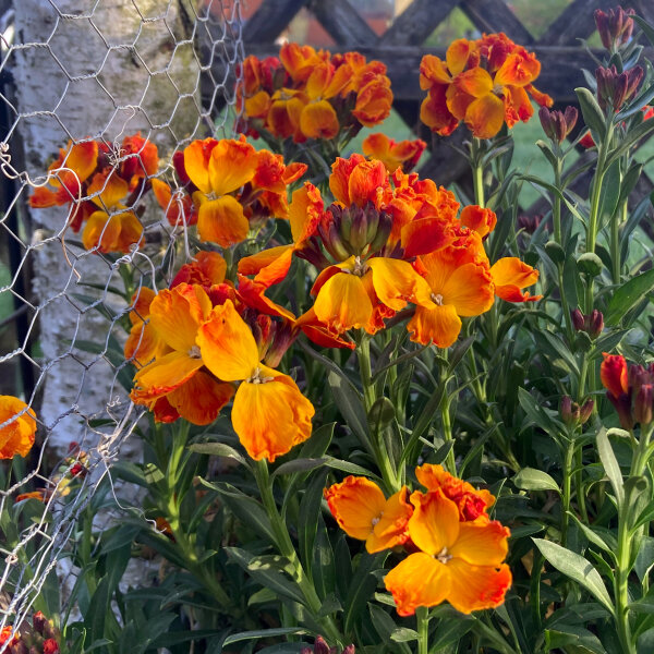 Violaciocca gialla Goliath Brown (Erysimum cheiri) semi