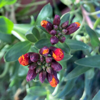 Violaciocca gialla Goliath Brown (Erysimum cheiri) semi