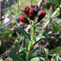 Violaciocca gialla Goliath Brown (Erysimum cheiri) semi